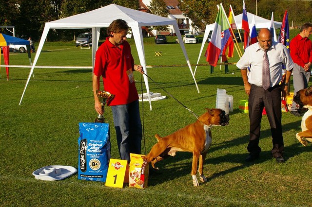 www.boxer-show.eu